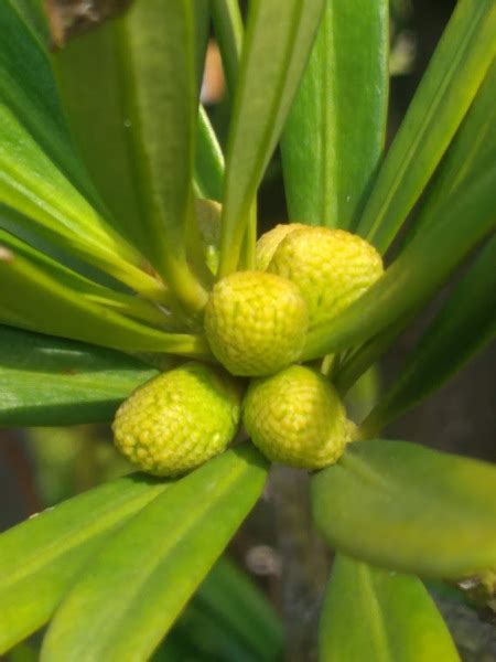 羅漢松開花|羅漢松生長與開花